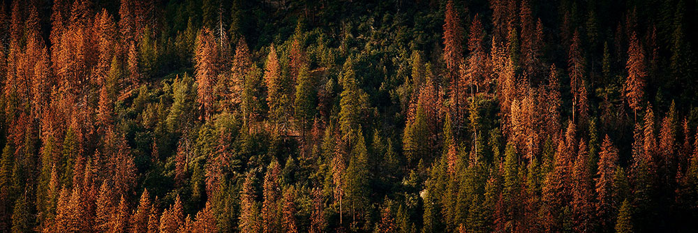 yosemitenational-trees.jpg