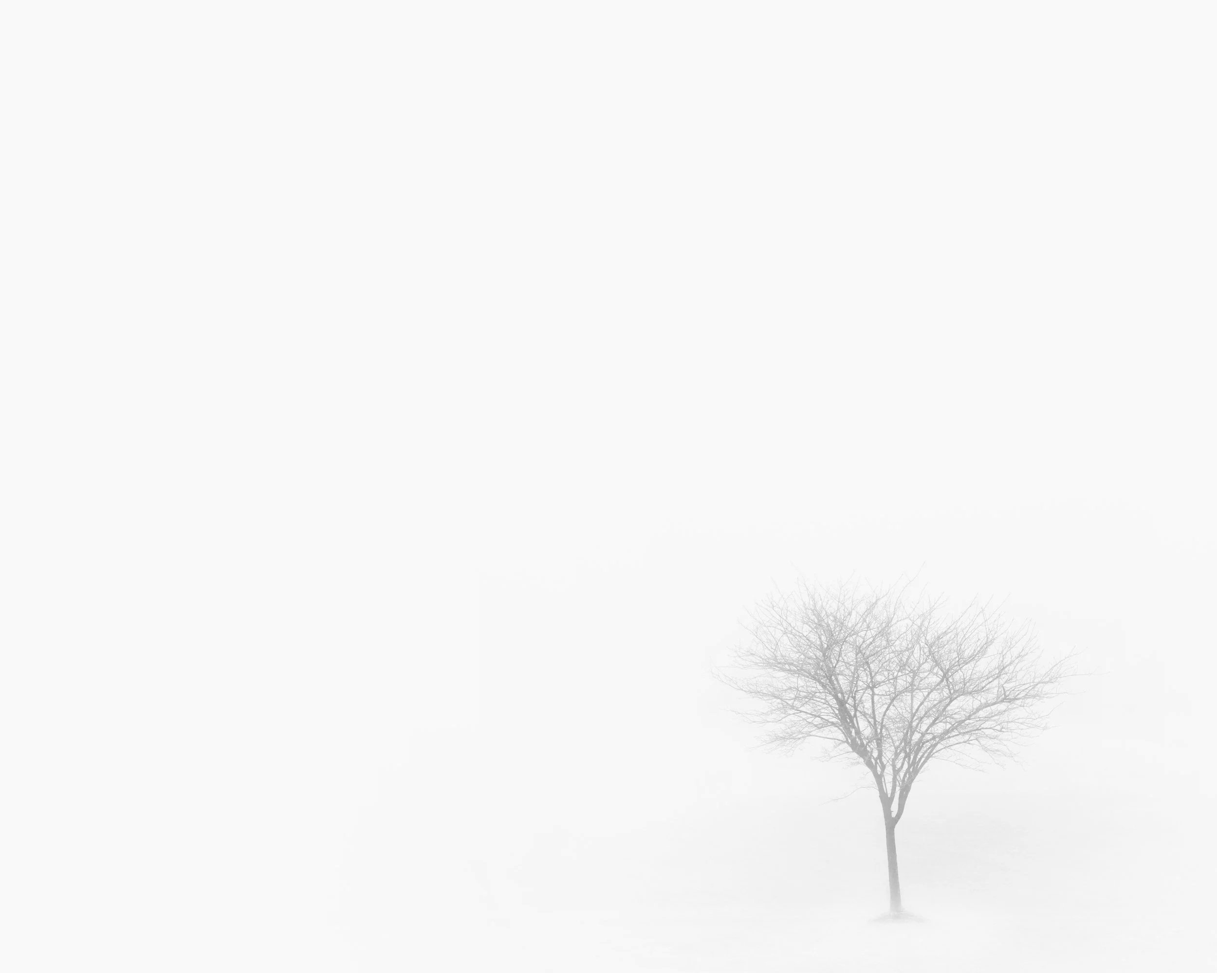 A minimalist black and white photograph of a solitary tree, fine art print by Ryan L. Smith