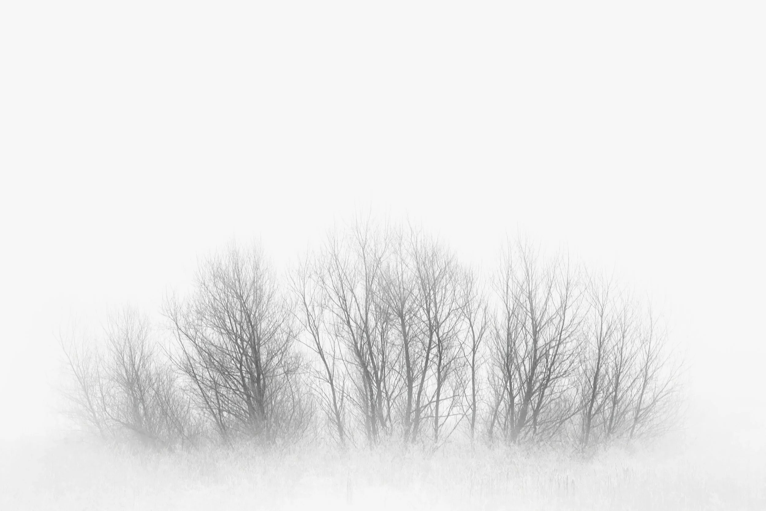 A minimalist black and white photograph of a small group of trees standing in fog, fine art print by Ryan L. Smith
