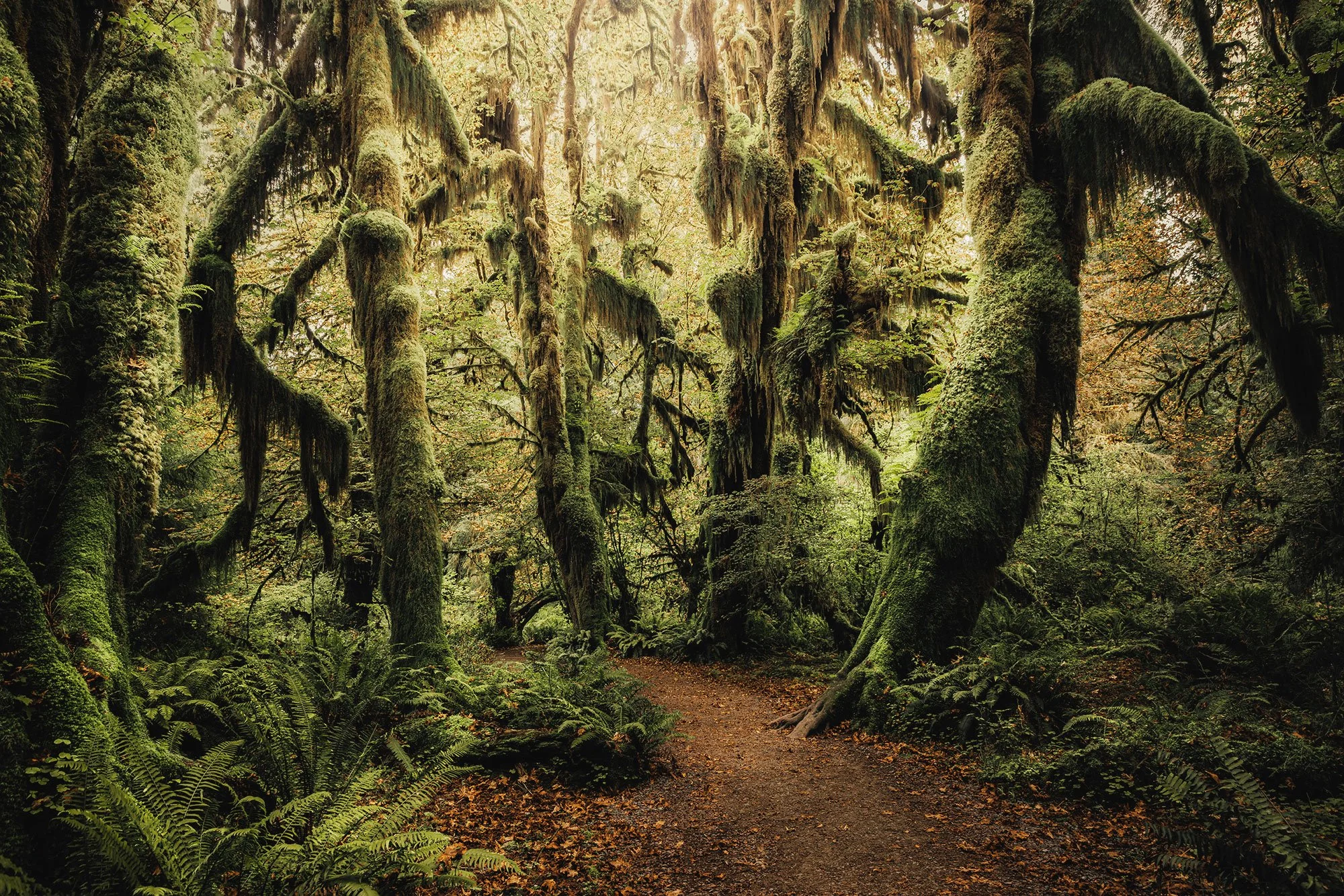 A trail winding beneath moss-draped bigleaf maples on the Hall of Mosses Trail, Hoh Rainforest, Olympic National Park, Washington, by Ryan L. Smith