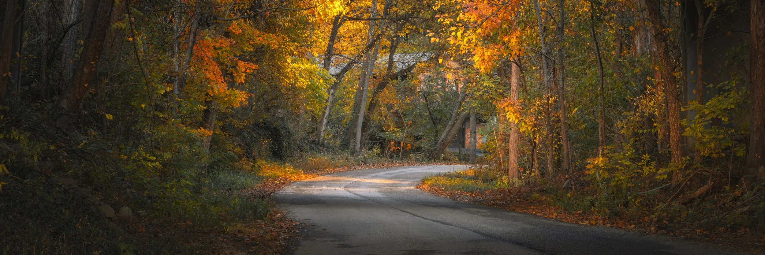 A moody, tree-lined road winding through the Cherokee Park area, Louisville, Kentucky, by Ryan L. Smith