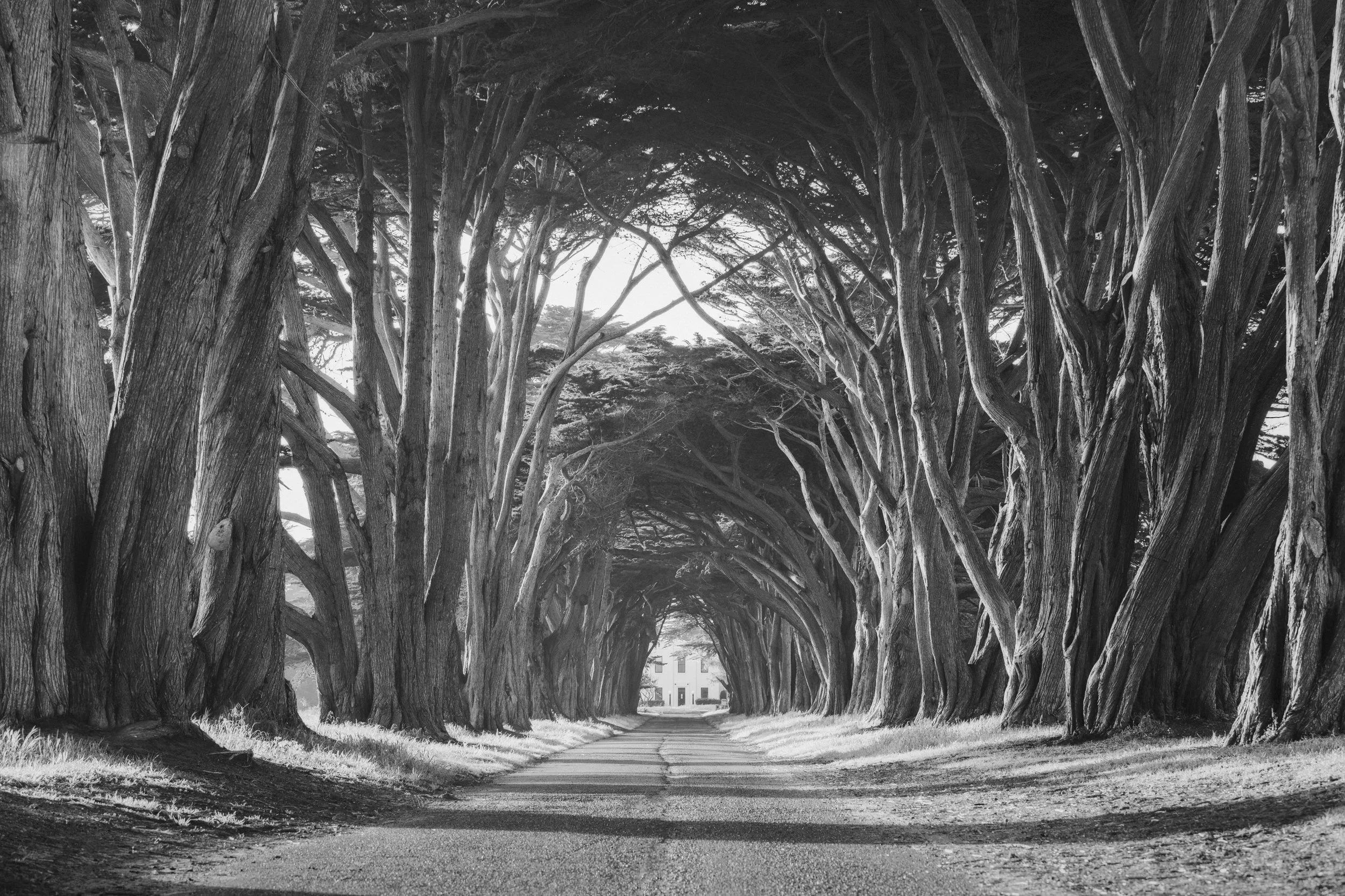 Black and white photograph of the Cypress Tree Tunnel at Point Reyes, California, by Ryan L. Smith