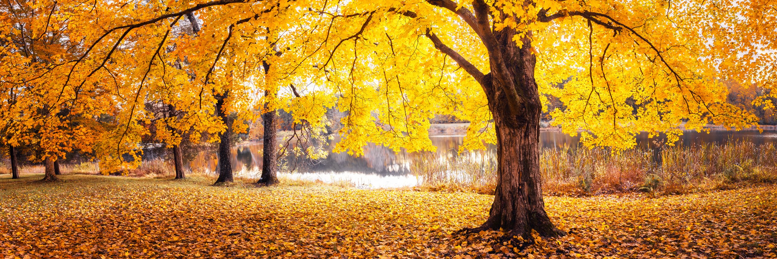 Warm October light glowing on Kentucky fall foliage, by Ryan L. Smith