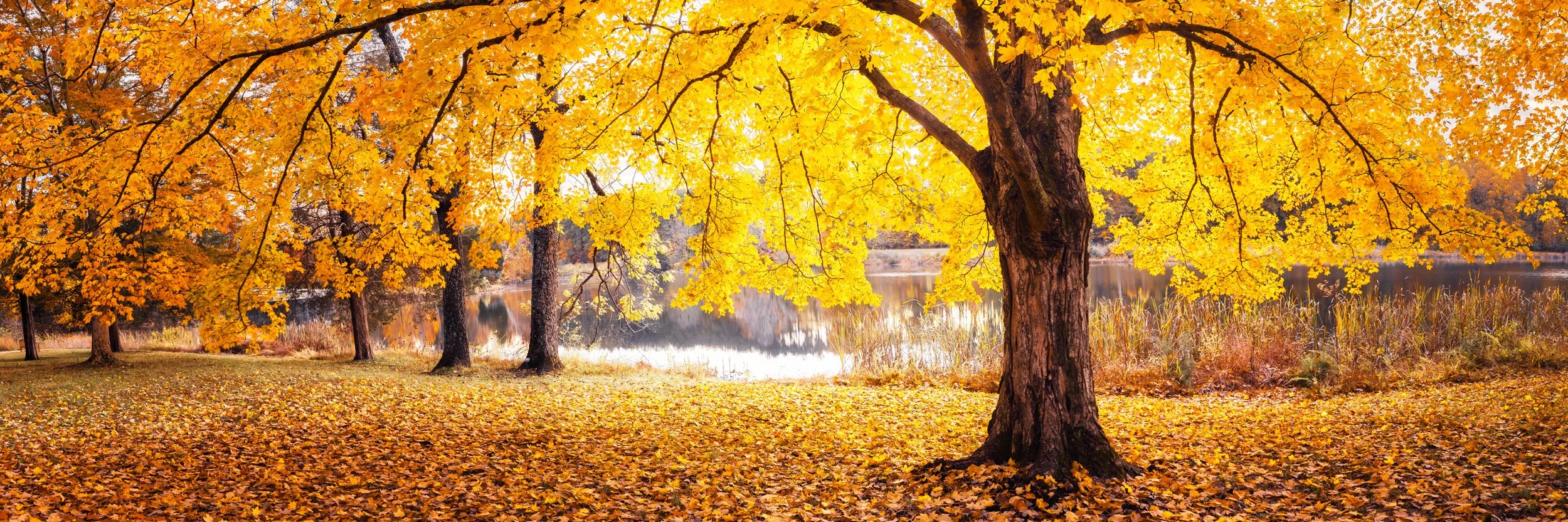 Warm sunset light glowing over the autumn trees of Bernheim Forest, Kentucky, panoramic print by Ryan L. Smith