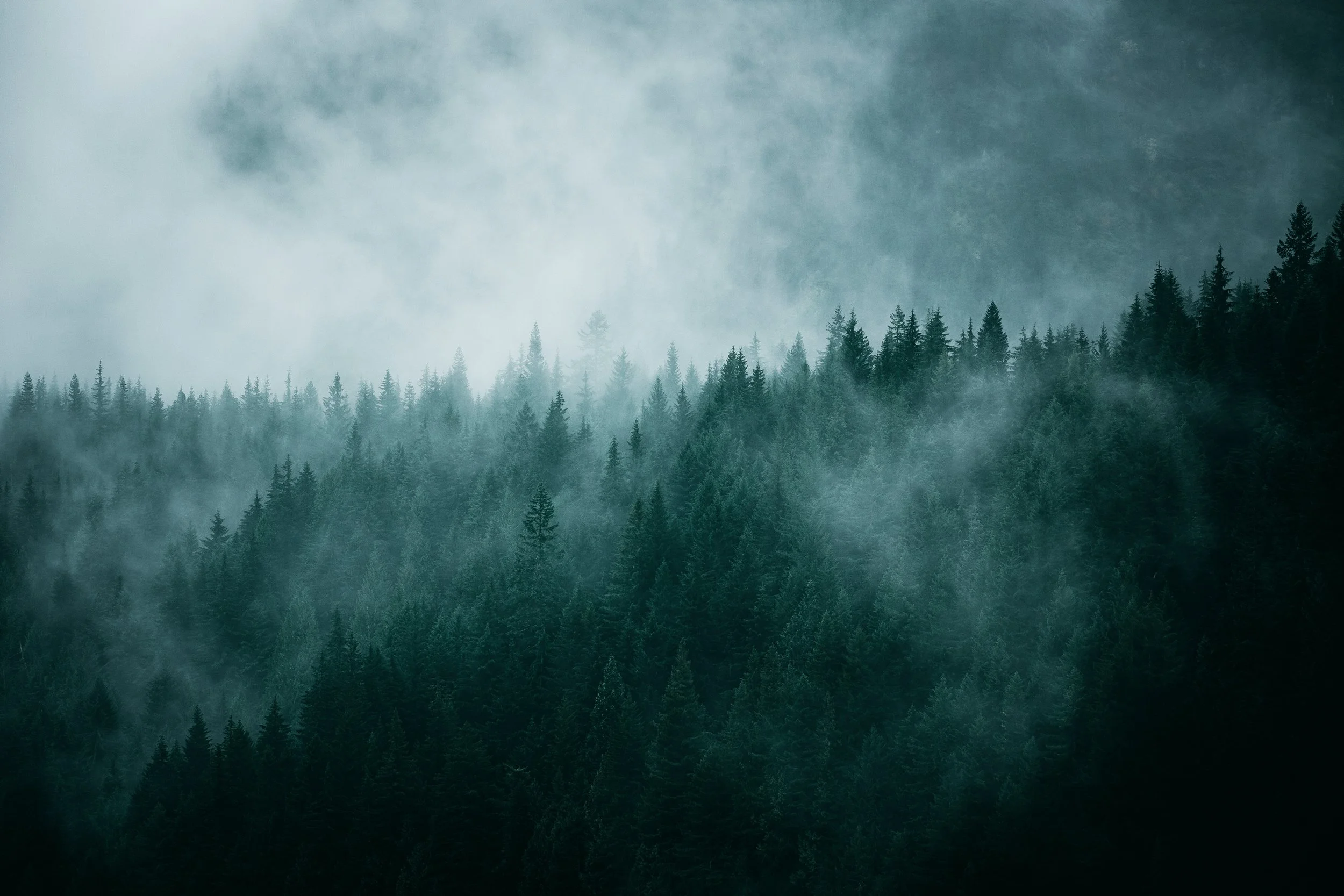 Fog weaving through a tall evergreen forest near Mount Rainier, Washington, by Ryan L. Smith