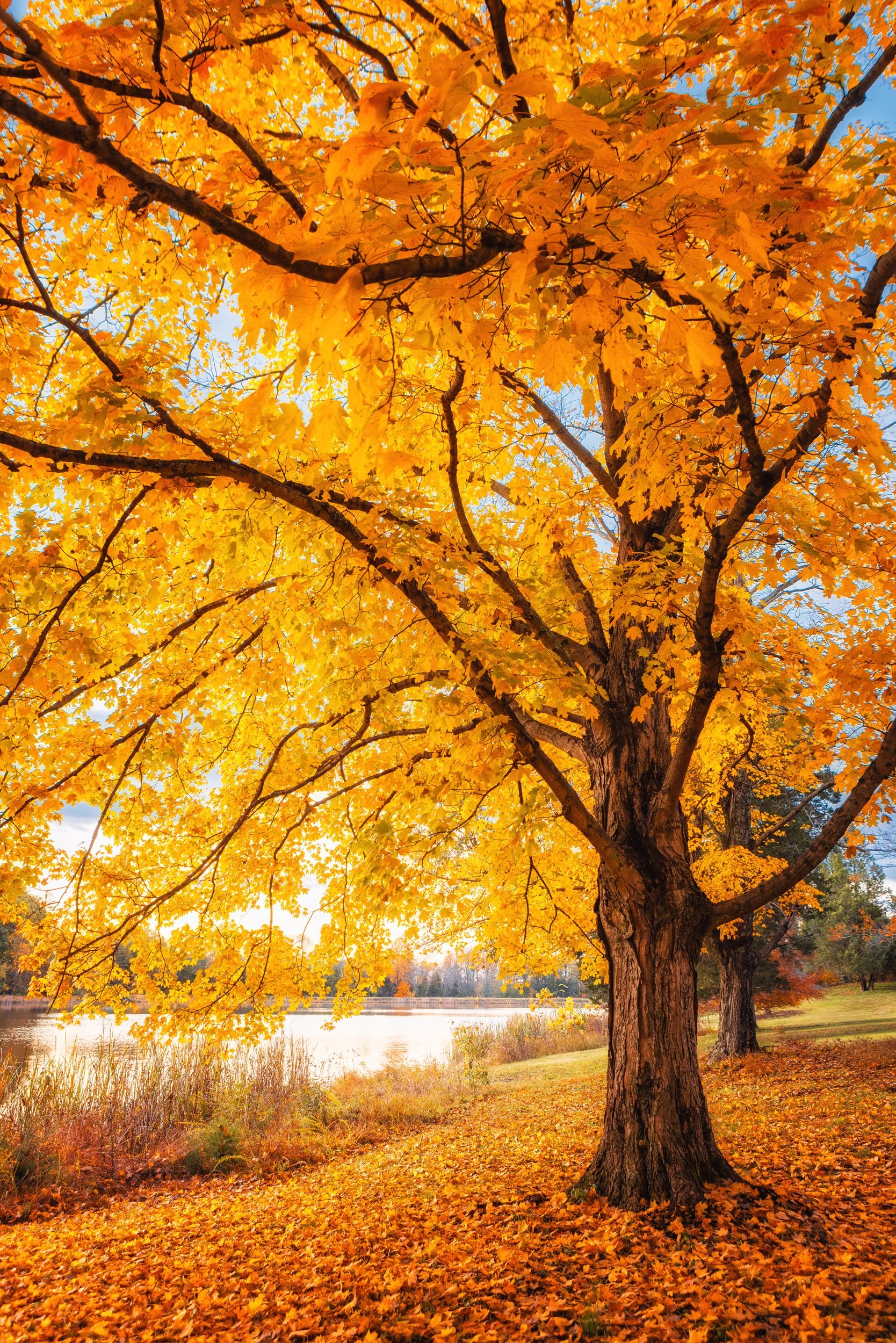 Peak autumn color glowing in Bernheim Forest, Kentucky, by Ryan L. Smith