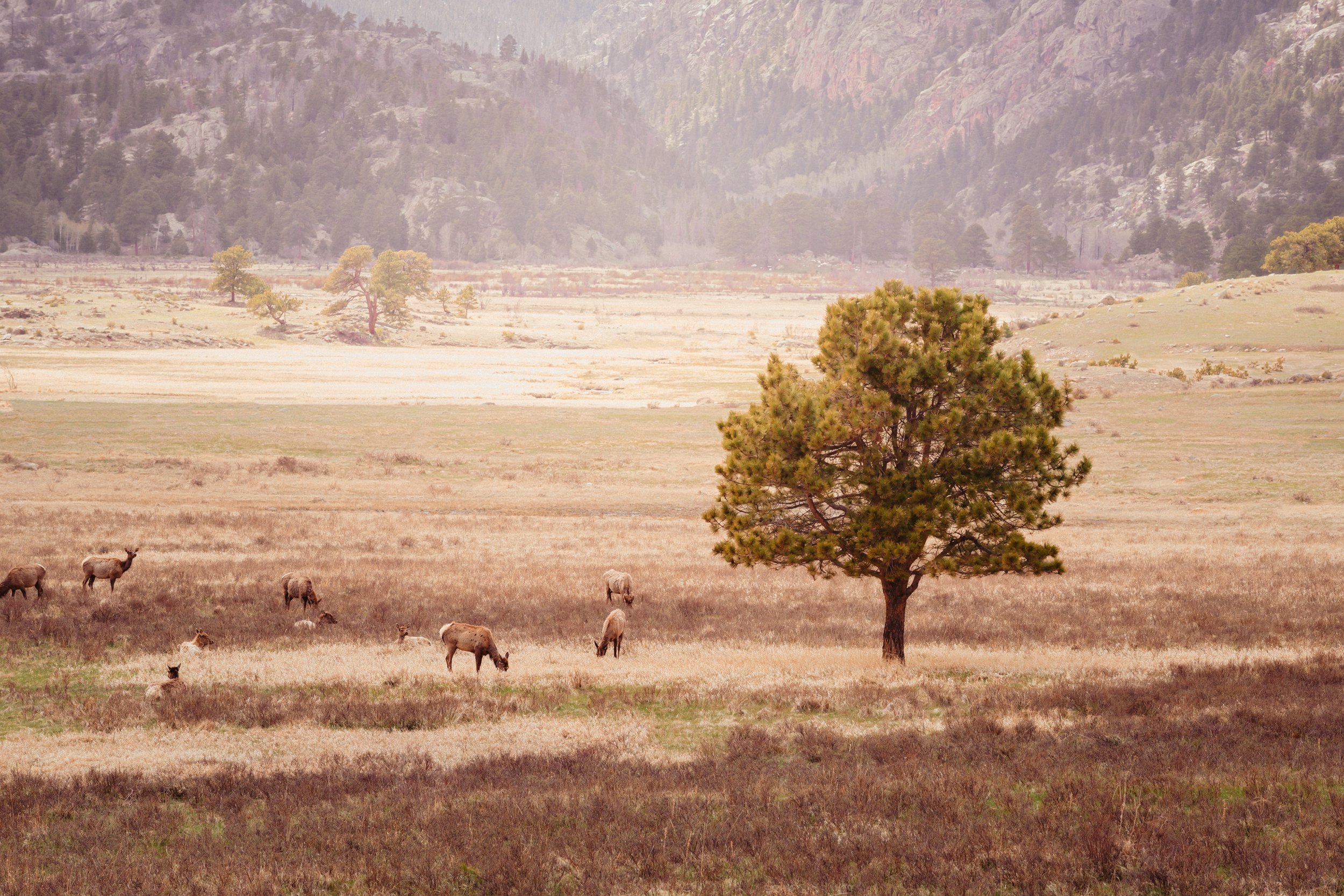 Elk grazing near a lone tree in Moraine Park, Rocky Mountain National Park, Colorado, by Ryan L. Smith