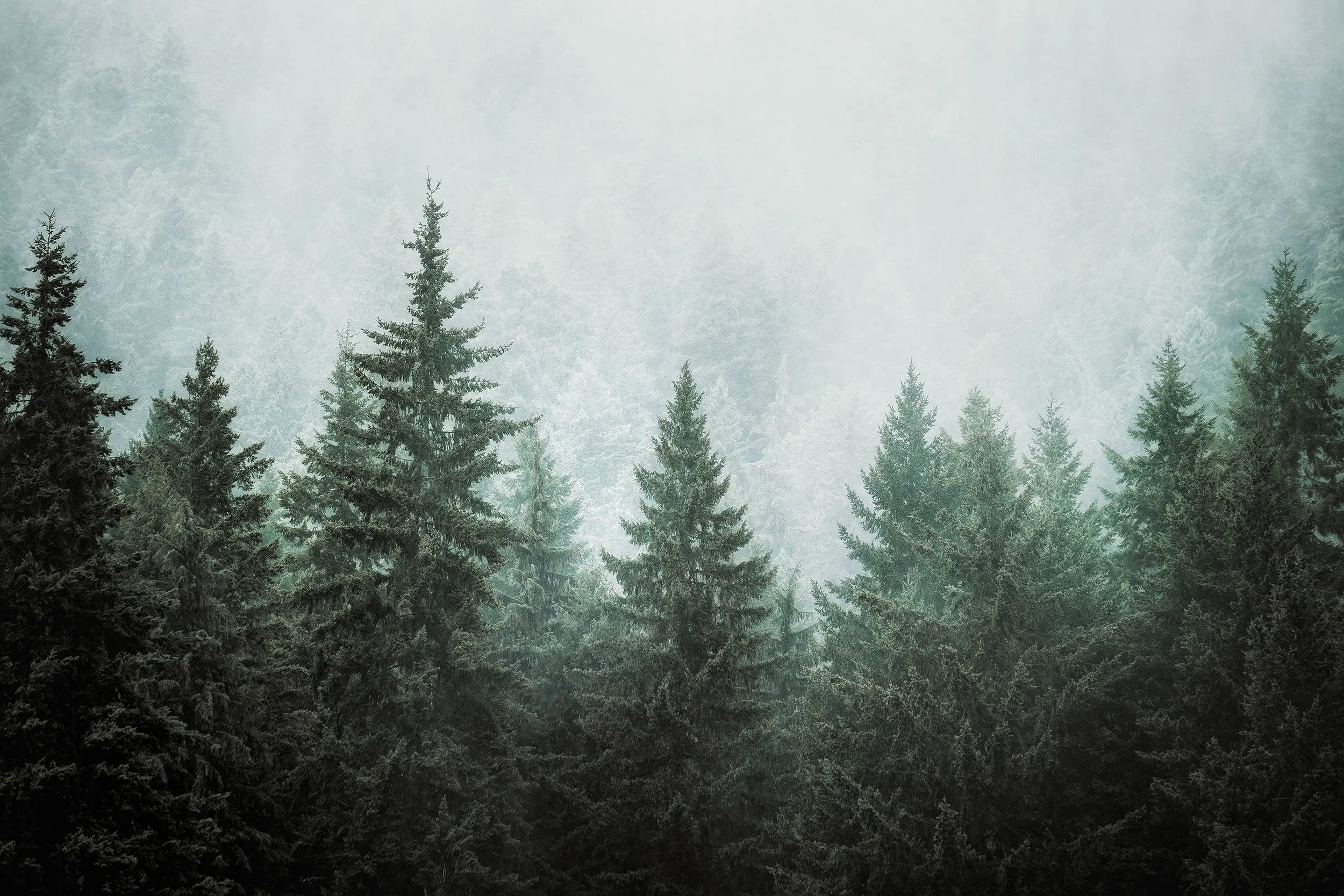A soft, quiet moment of fog drifting through the evergreen forest of the Pacific Northwest, fine art print by Ryan L. Smith