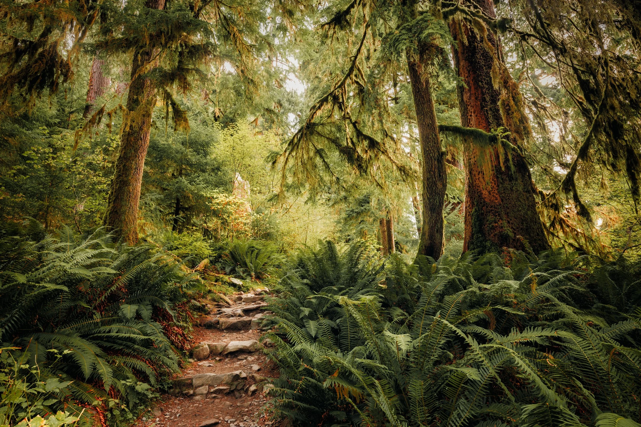Moss-draped trees lining a trail through the Hoh Rainforest, Olympic National Park, Washington, by Ryan L. Smith