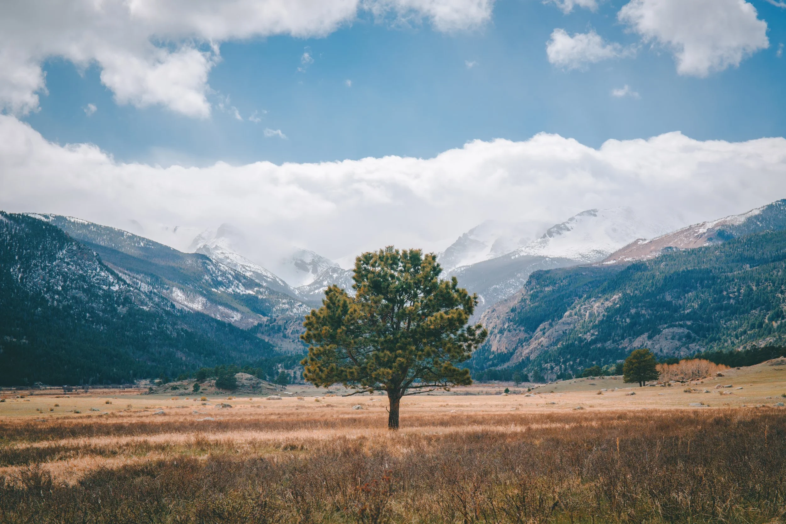 lone-tree-moraine-park-rocky-mountain-national-park-print.jpg