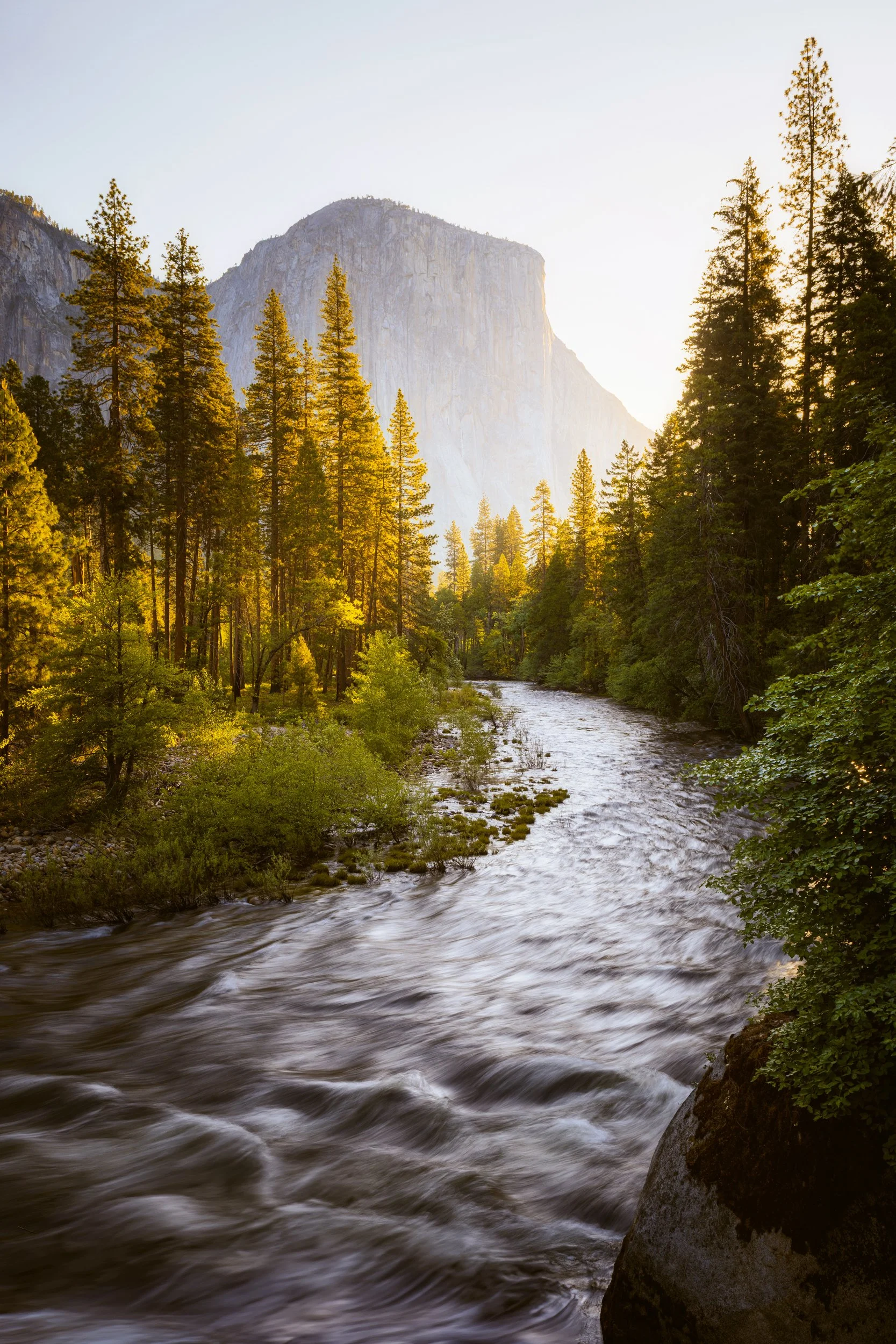 Merced River flowing through Yosemite Valley with El Capitan and golden-lit pine trees, Yosemite National Park by Ryan L. Smith