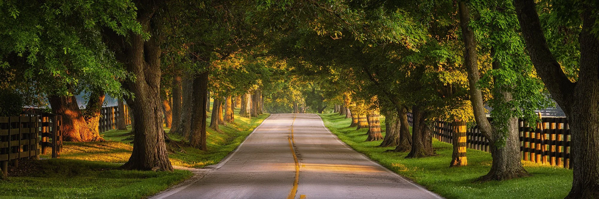 Golden morning light through a canopy of trees over Old Frankfort Pike near Midway Road, with horse farm plank fences on both sides, Lexington, Kentucky, by Ryan L. Smith