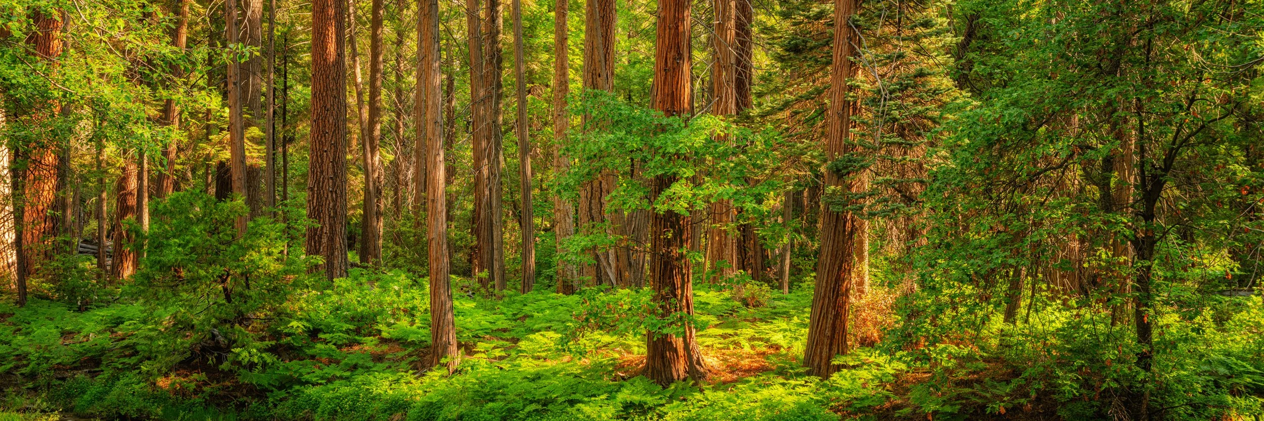 yosemite-valley-summer-trees-national-park-print.jpg