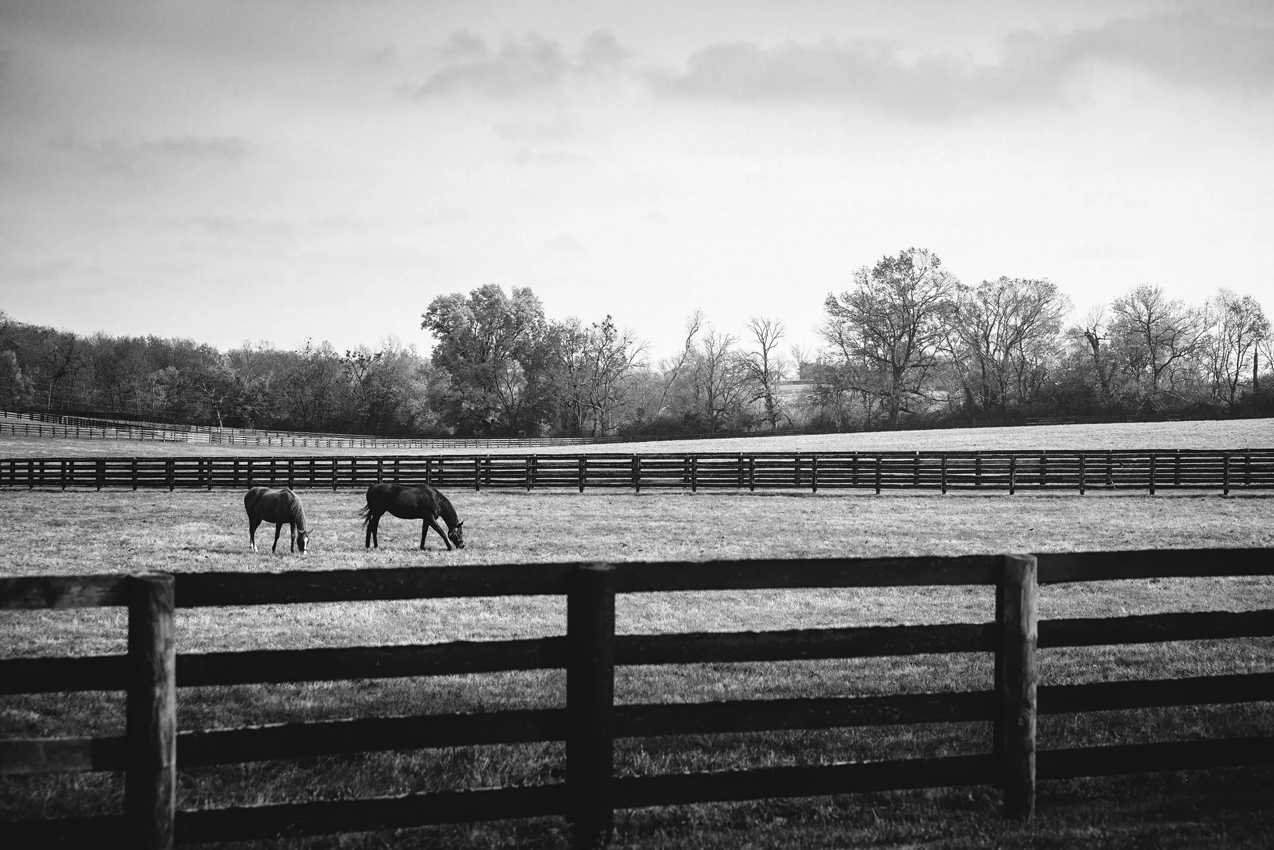 A quiet black and white study of the Kentucky bluegrass landscape, by Ryan L. Smith