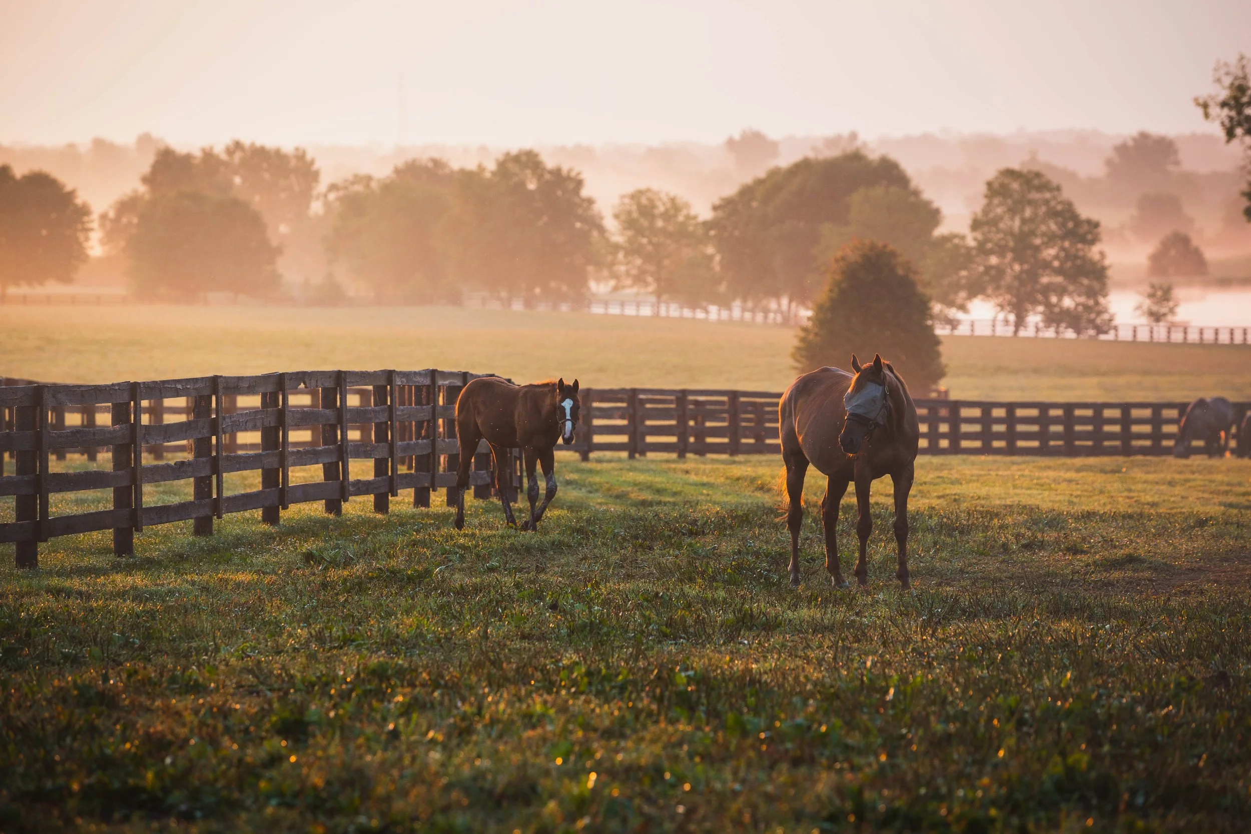 Sunrise with horses at Mt. Brilliant Farm in Lexington