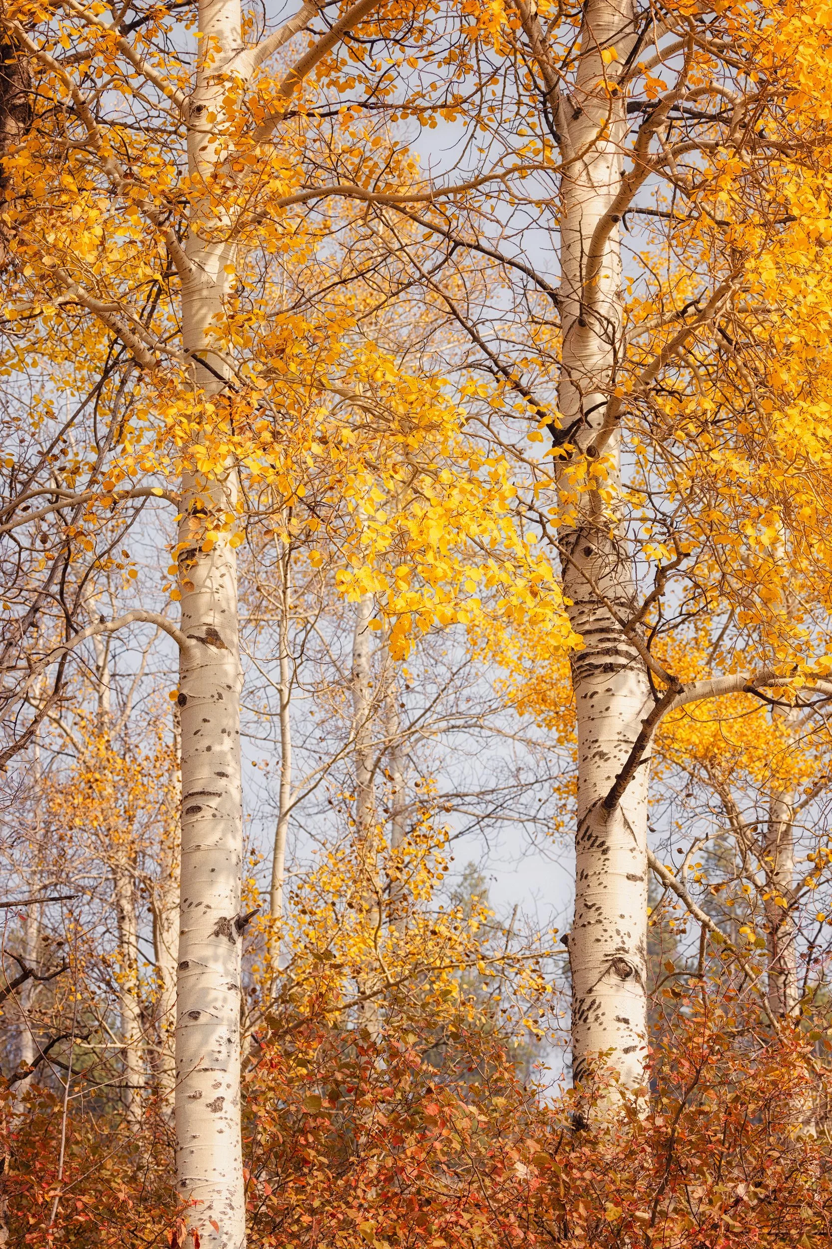 Golden autumn aspens below the Teton Range, Grand Teton National Park, Wyoming, by Ryan L. Smith