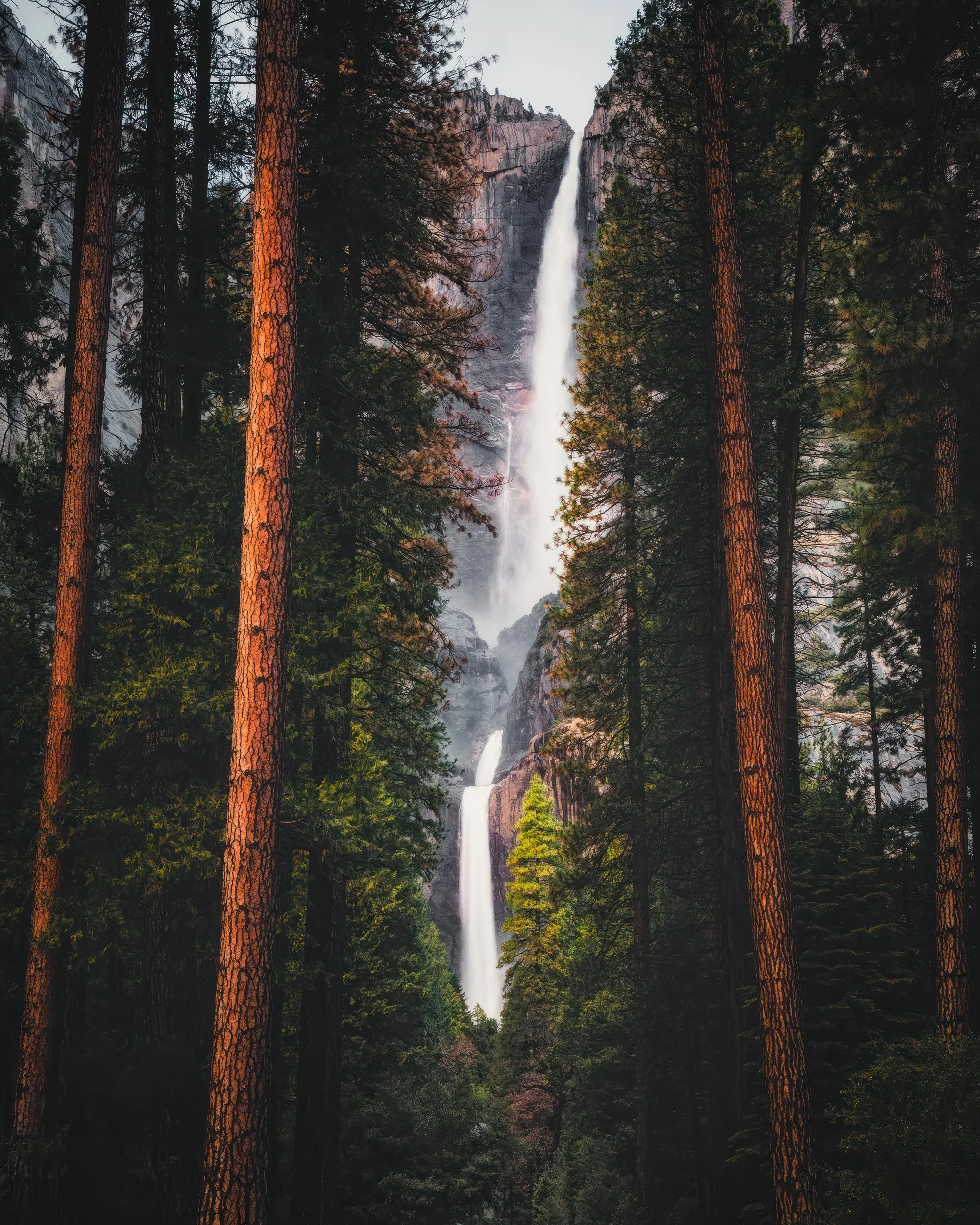 Upper and Lower Yosemite Falls plunging down granite cliffs framed by tall pines, Yosemite National Park, California, vertical landscape photography print by Ryan L. Smith