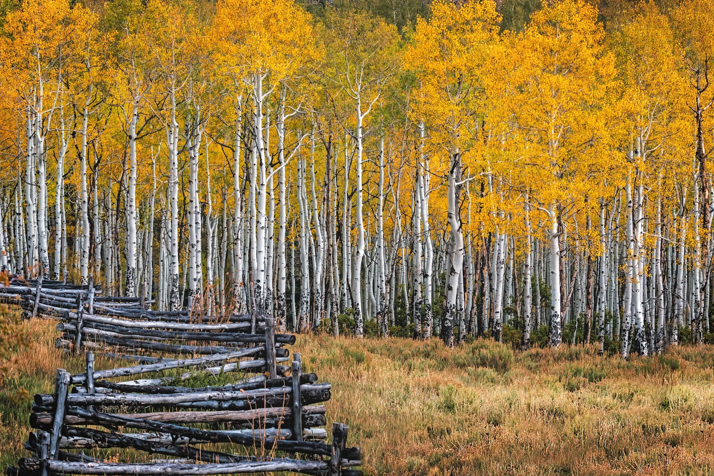 tellurideaspens.jpg