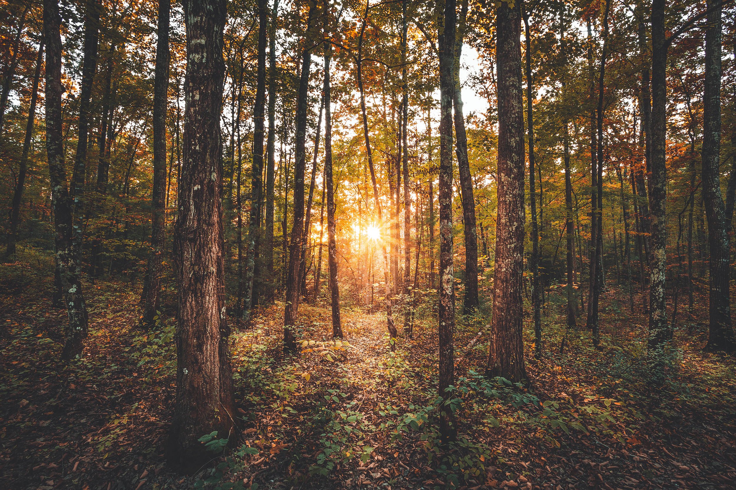 Sunset light filtering through the forest at Red River Gorge, Kentucky, by Ryan L. Smith