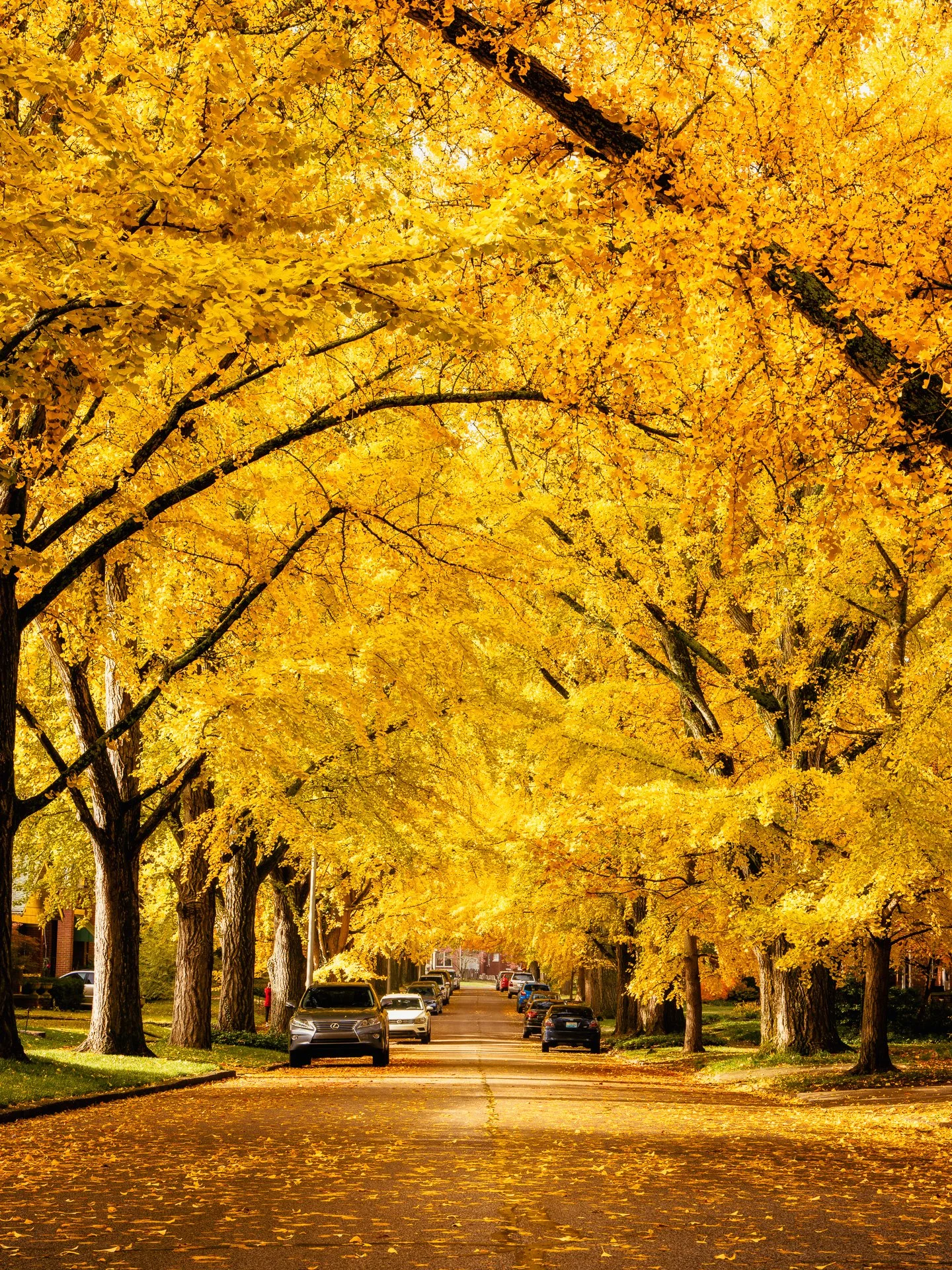 Golden ginkgo trees lining Catalpa Road in autumn, Lexington, Kentucky, by Ryan L. Smith