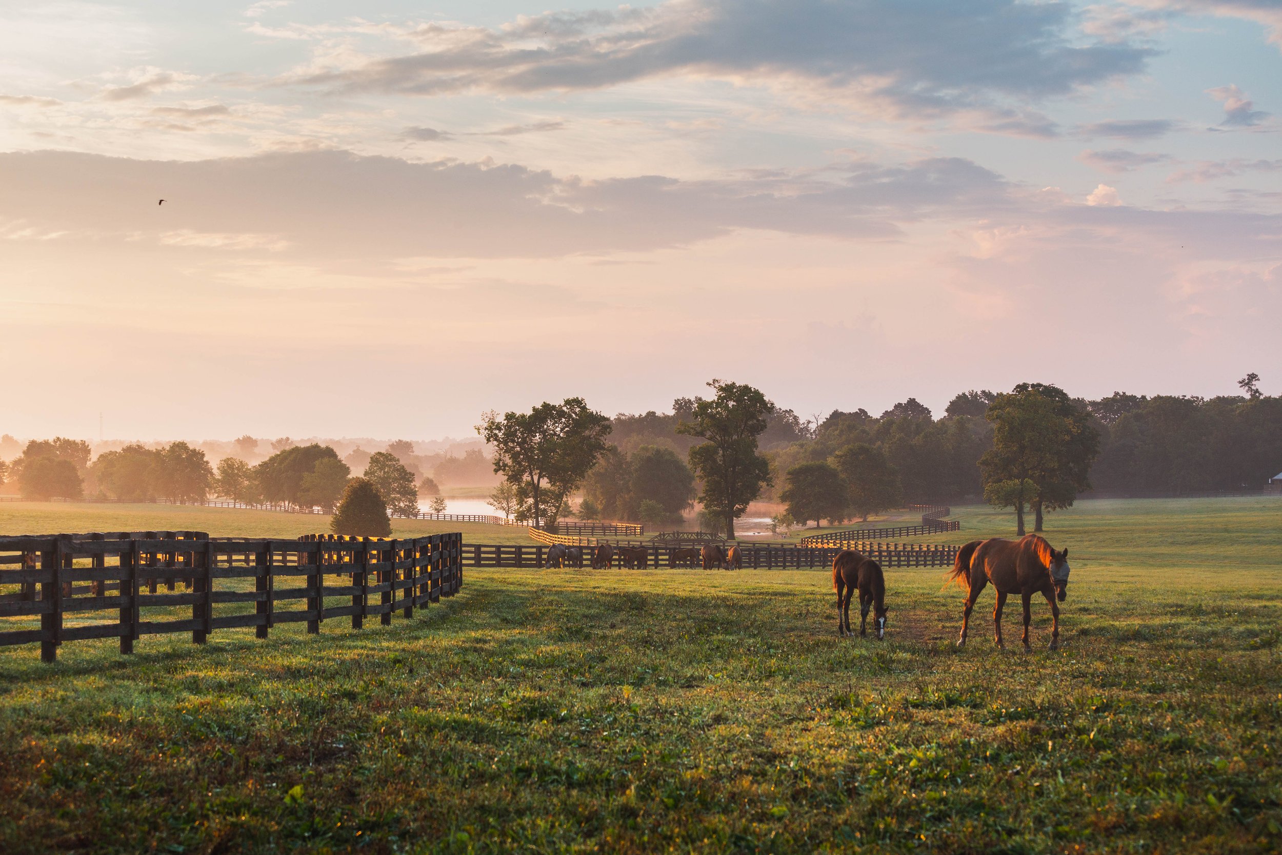Horses grazing at sunrise in misty pastureland at Mt. Brilliant Farm in Lexington, Kentucky