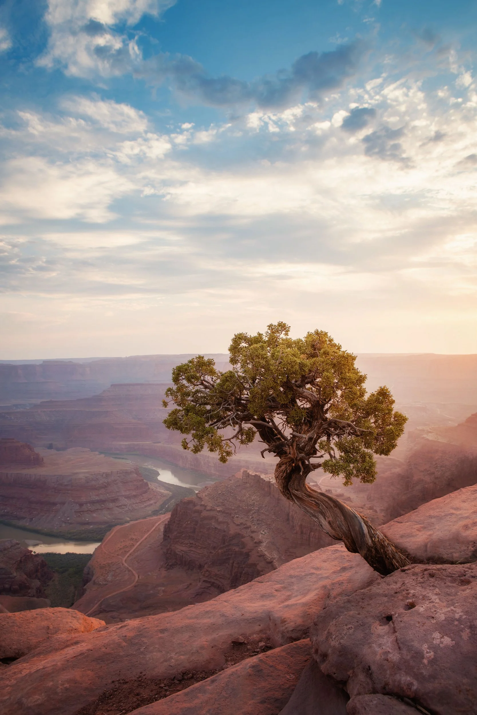 A lone juniper on the canyon rim above the Colorado River at Dead Horse Point, Utah, landscape photography print by Ryan L. Smith