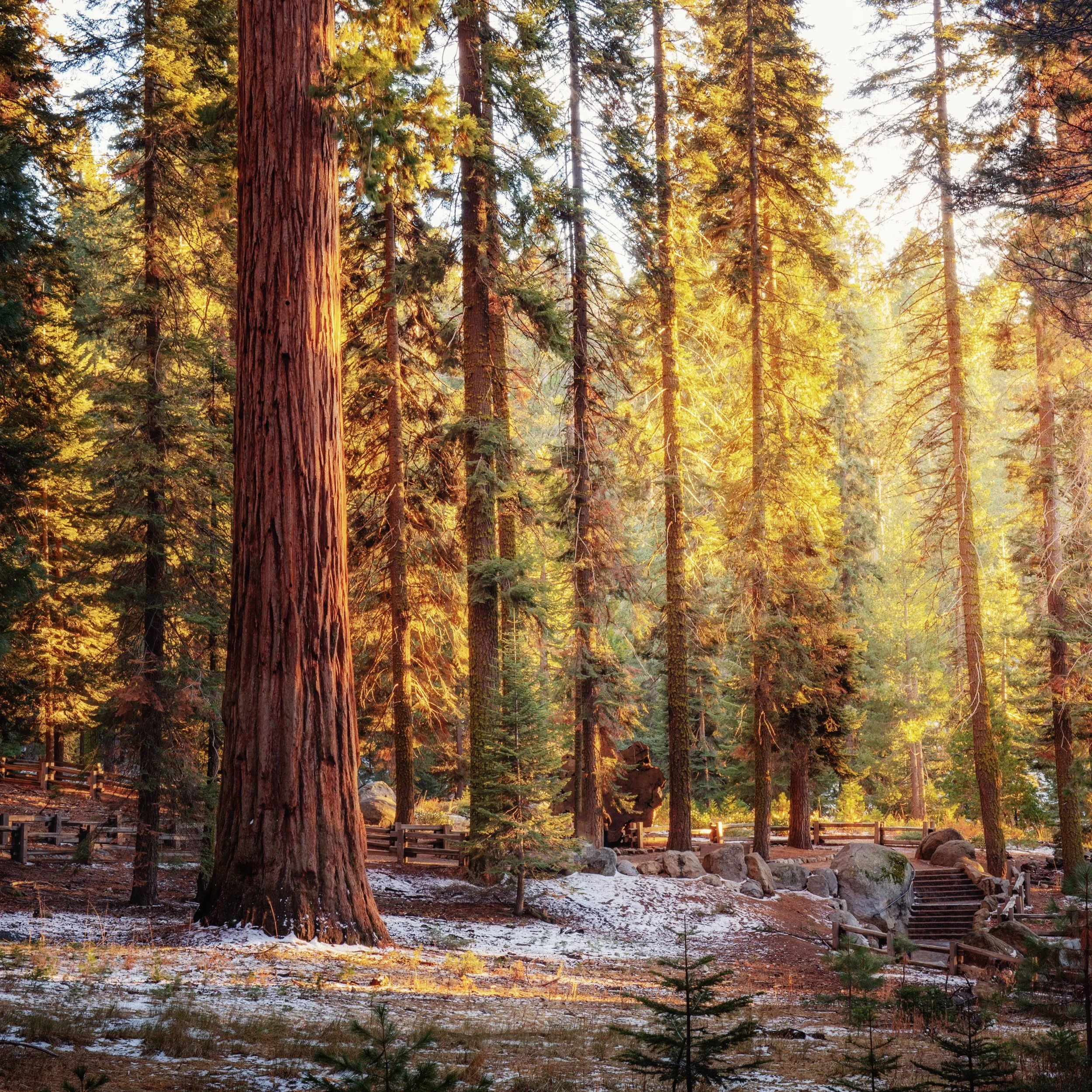 Sunset light filtering through a grove of giant sequoias, California, by Ryan L. Smith