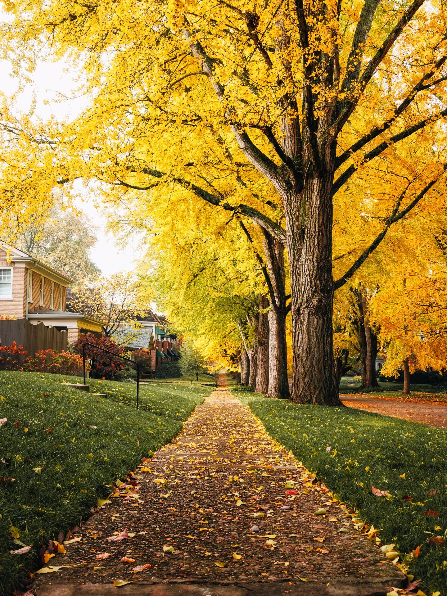 Golden ginkgo trees along Catalpa Road with houses and a sidewalk in autumn, Lexington, Kentucky, by Ryan L. Smith
