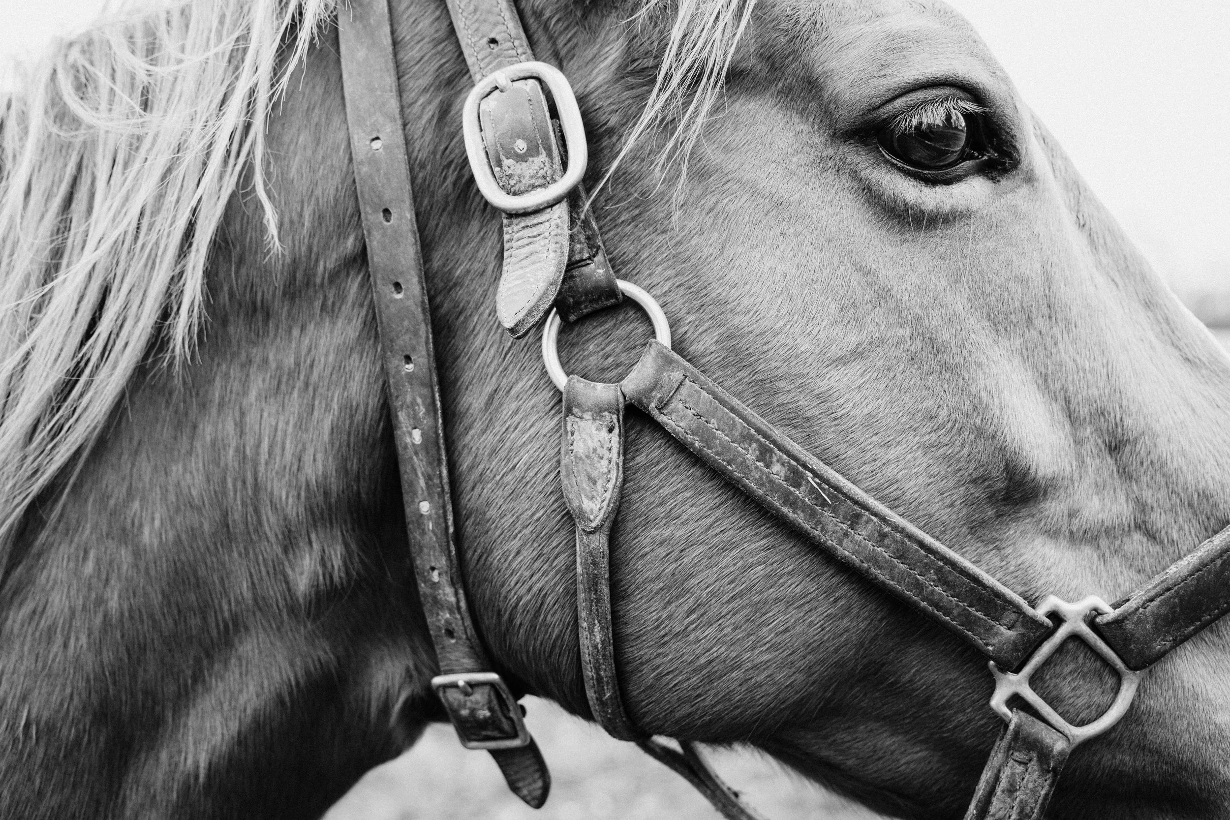 A black and white portrait of a horse in a field in Lexington, Kentucky, by Ryan L. Smith