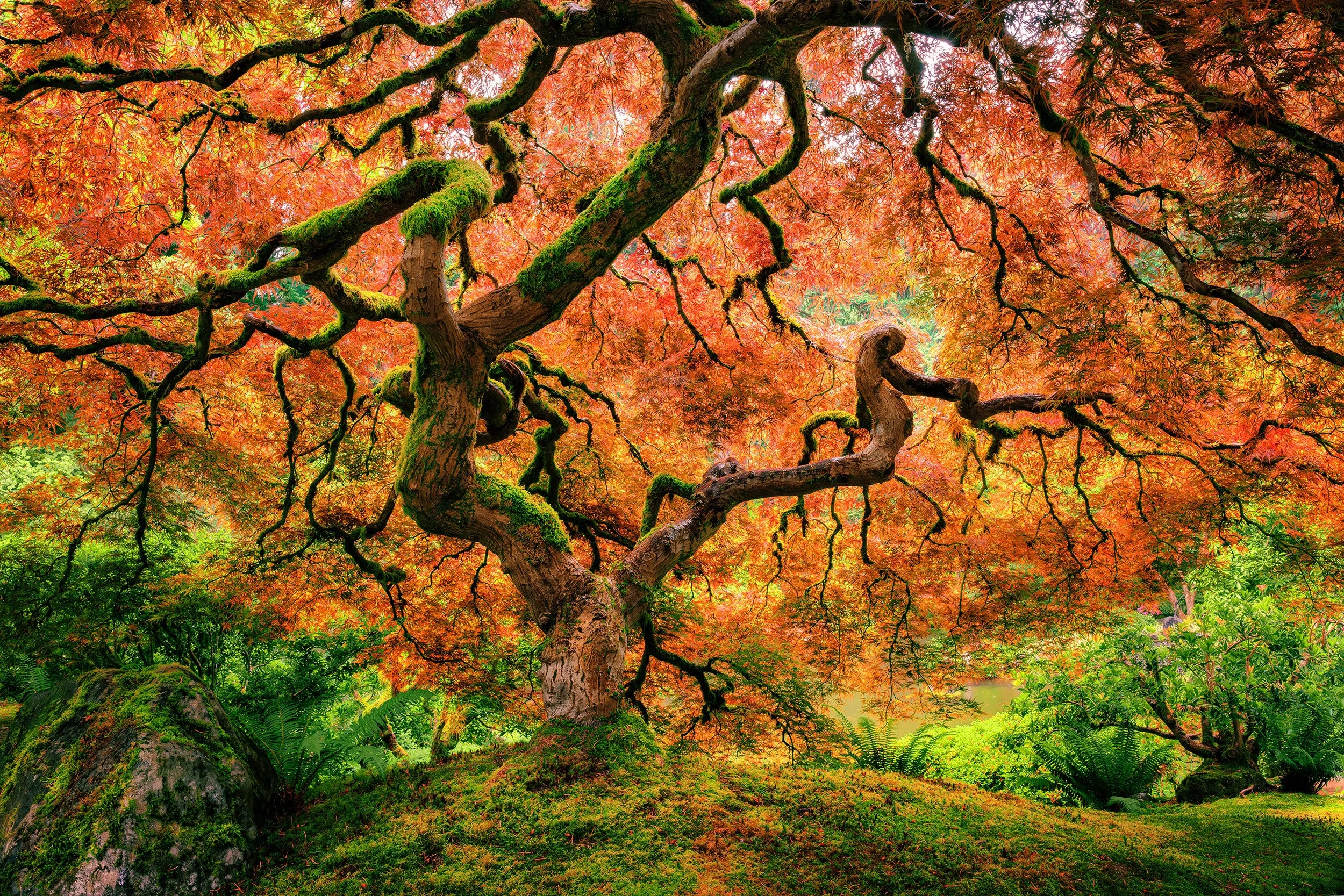 The iconic laceleaf Japanese maple with sprawling moss-covered branches and fiery orange foliage above green ferns at the Portland Japanese Garden, Oregon, by Ryan L. Smith