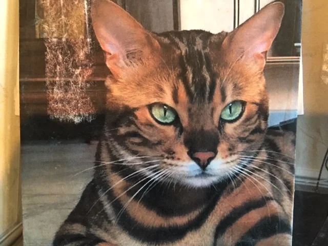 FullSizeRender 15.jpg