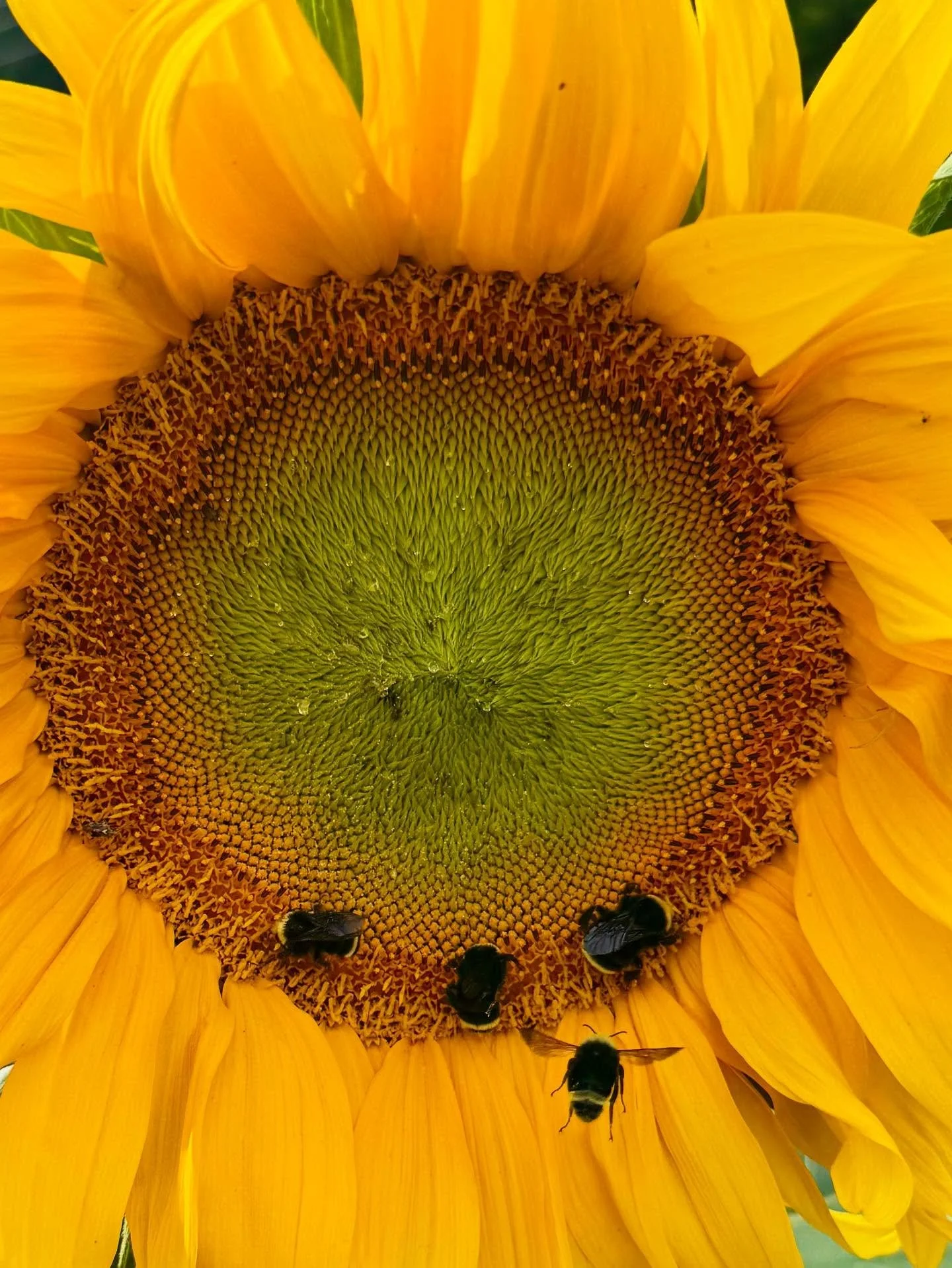 I not only draw inspiration from nature but nature provides me the necessary colors that fill my soul ! Celebrating sunflowers !🌻