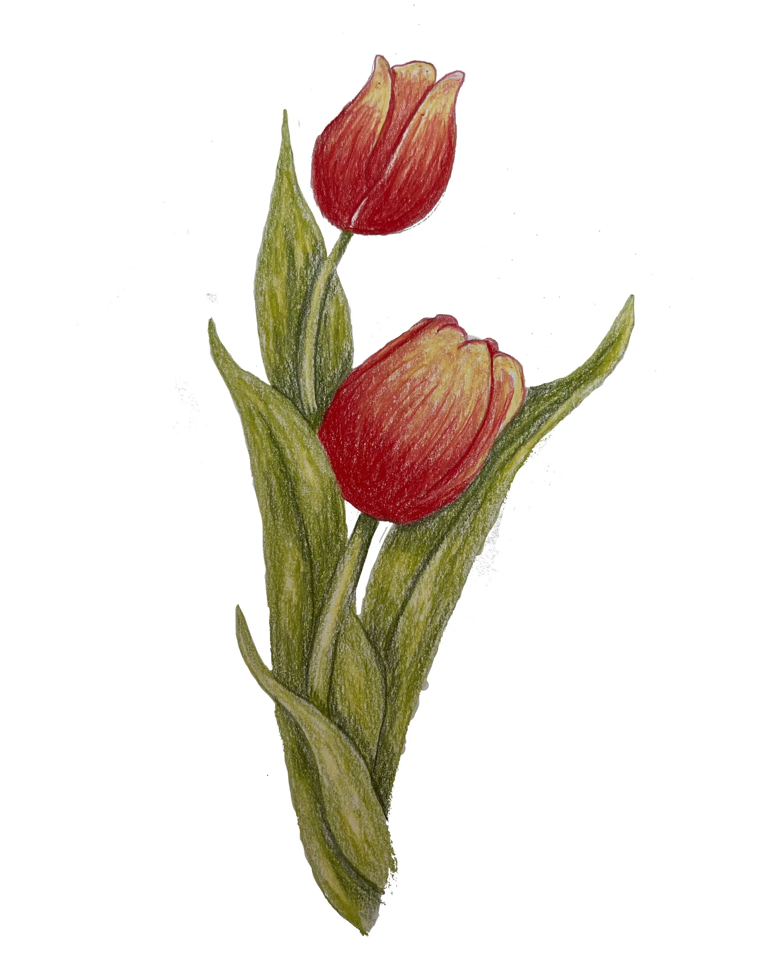 tulip.JPG