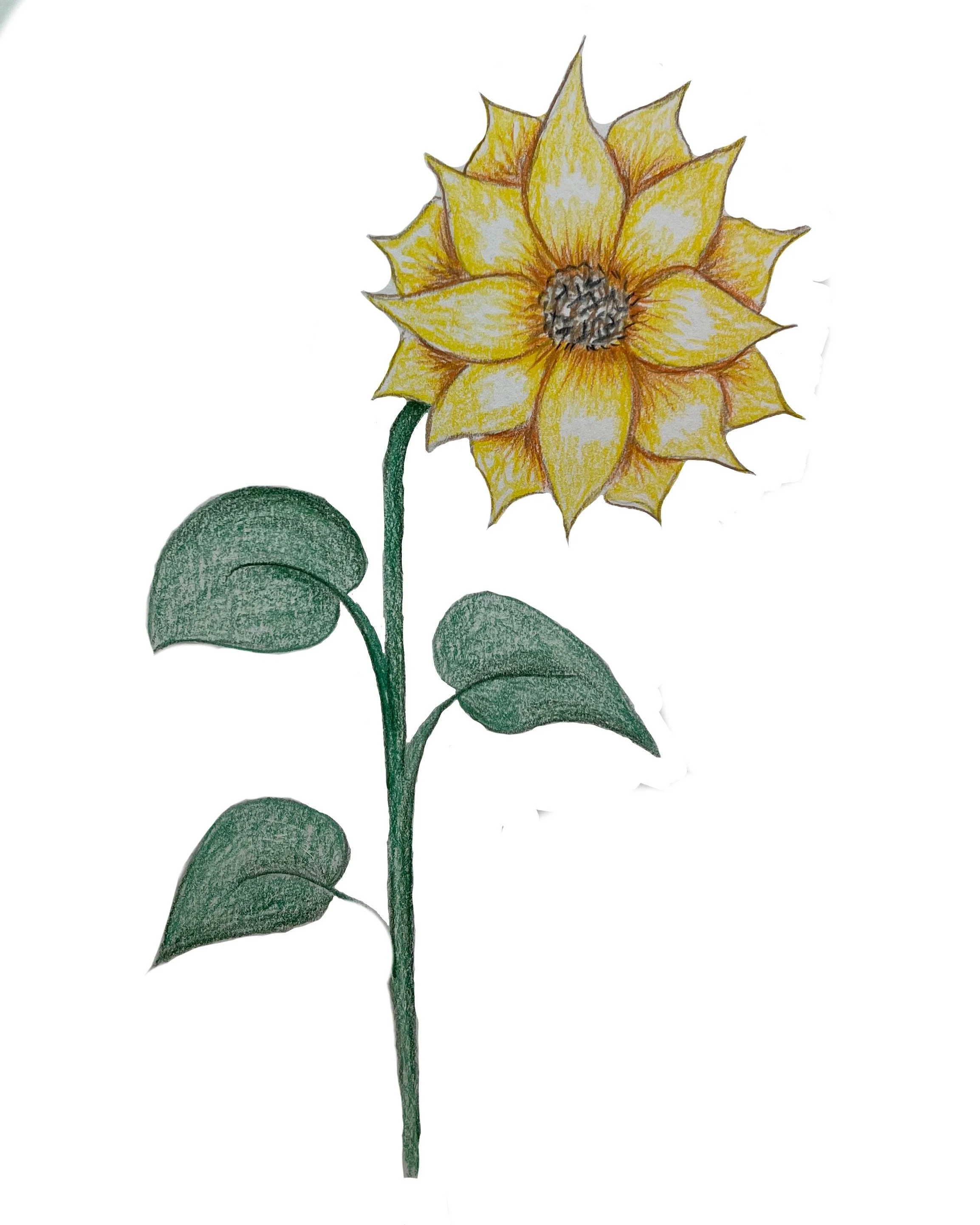 Sunflower.JPG