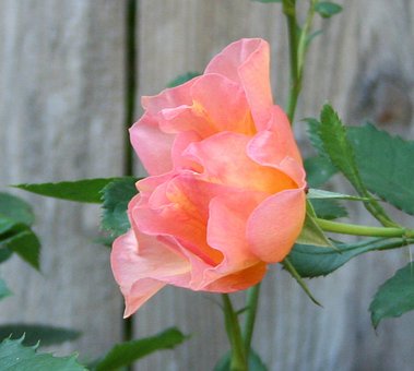 ROSES & RHYME/GARDENING & POETRY