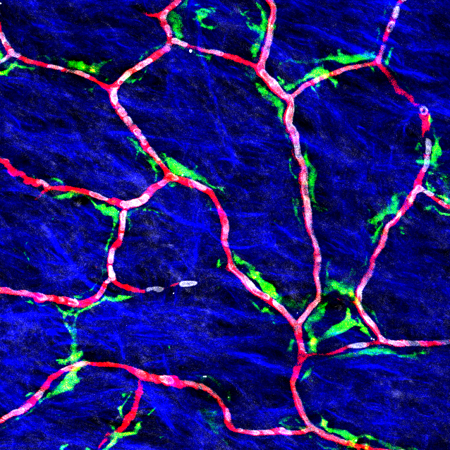 Tracking capillary blood flow in vivo