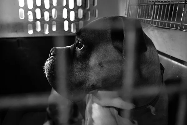 The Kennel.jpg