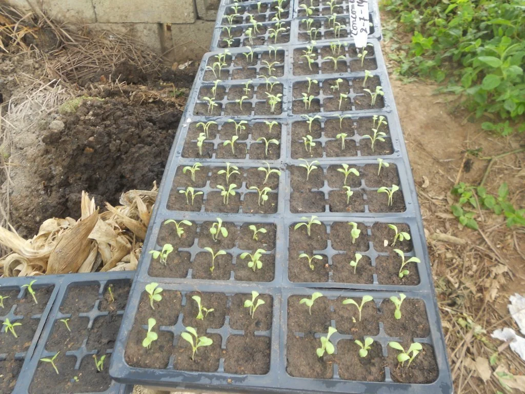 bafaya+and+aquaponics+020.jpg