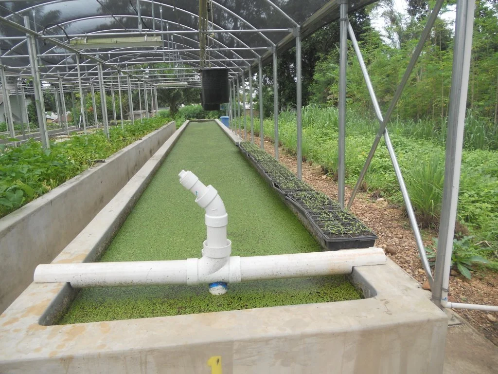 seedlings+for+gboma.jpg