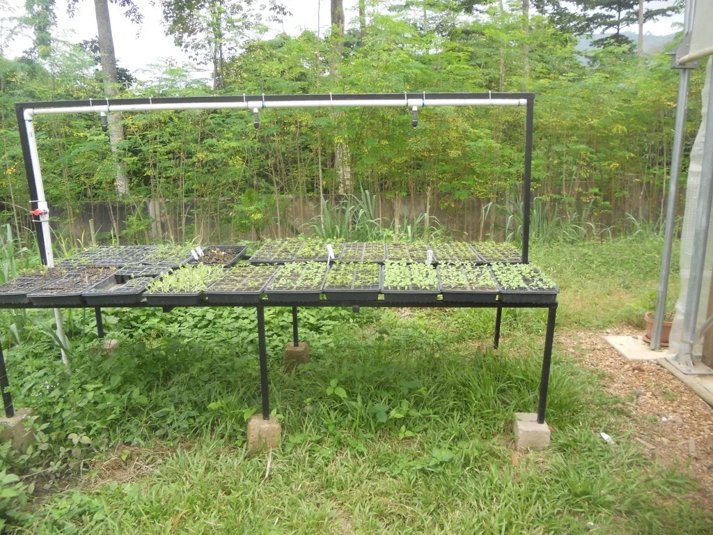 using+the+seedling+table.jpg