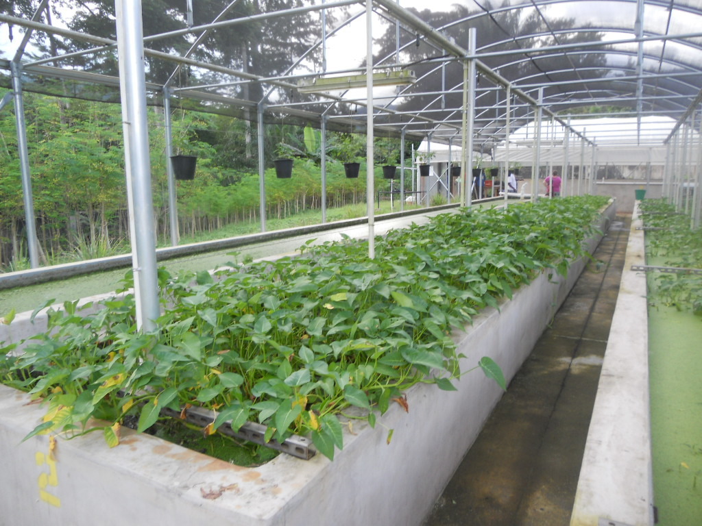 kpalime+aquaponics+10-9-14+007.jpg