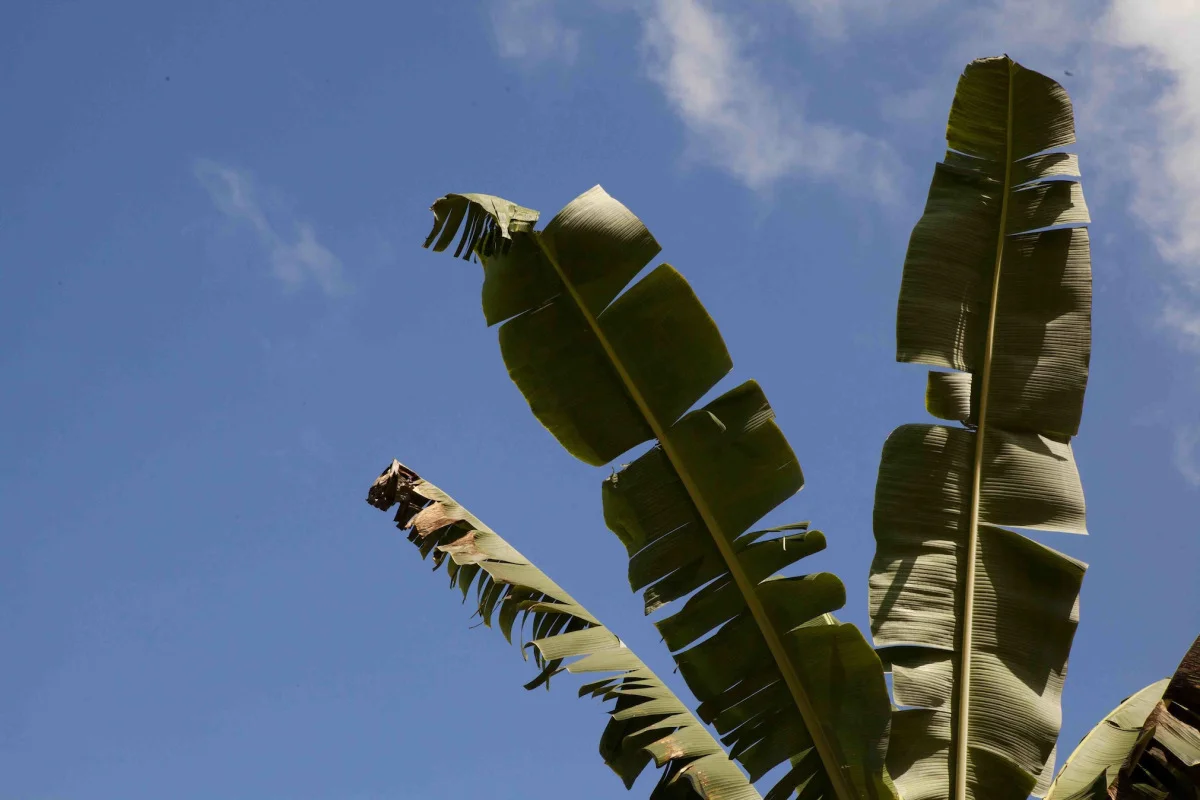 palm.jpg