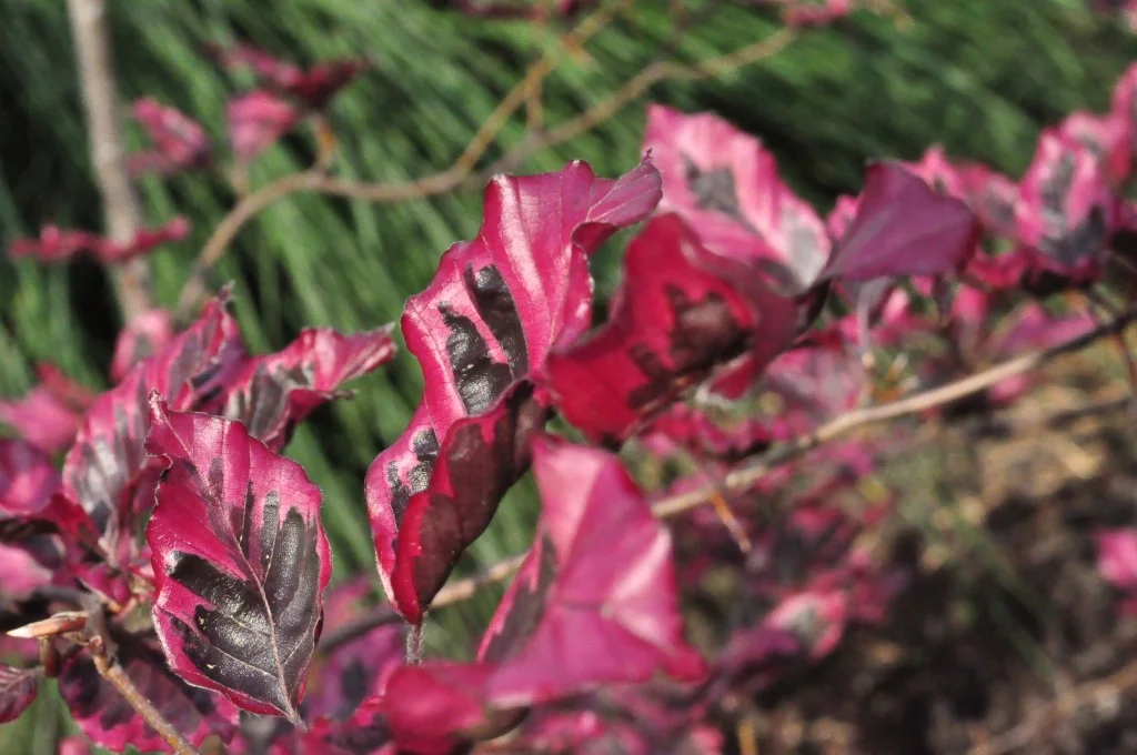 Purple Beech Tricolor