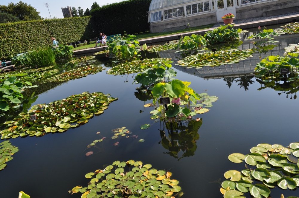 Waterlily Pond2.jpg