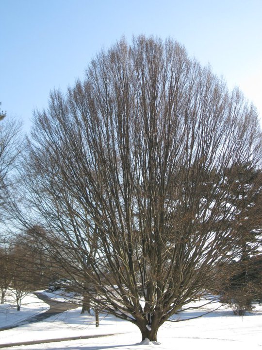 Paperbark Maple.jpg