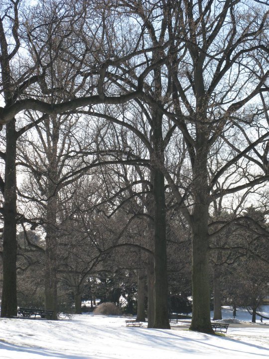 Winter Trees.jpg