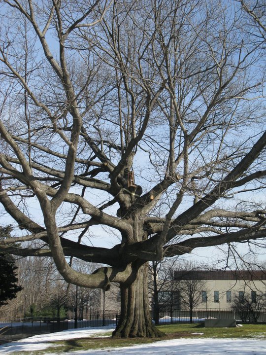 Winter Trees2.jpg