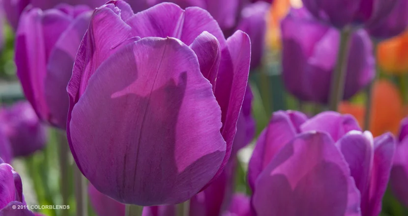 PurpleTulip2.jpg