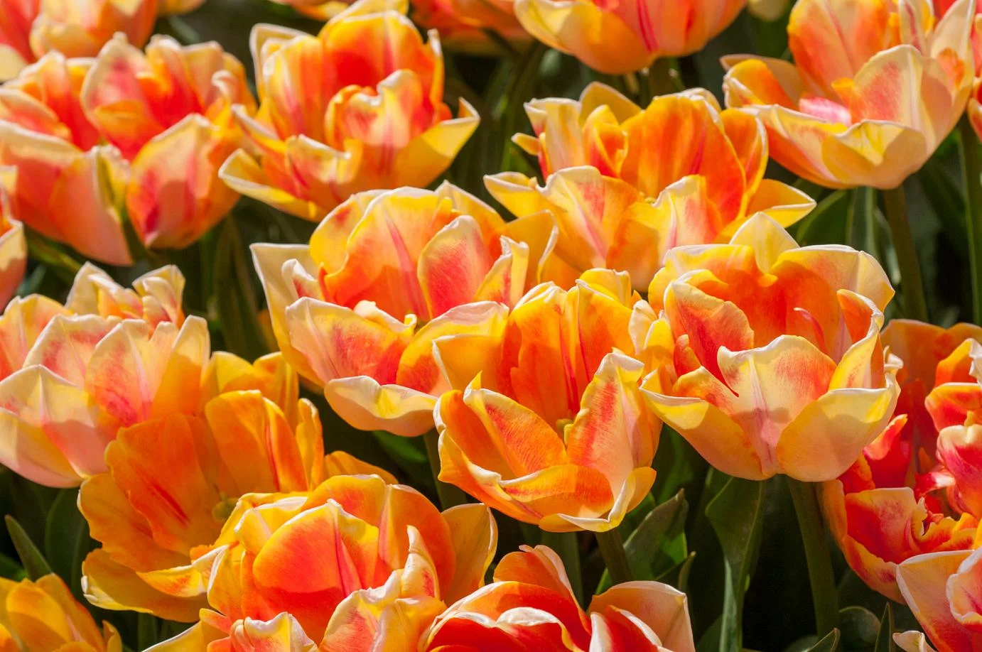 Foxtrot_YellowOrangeTulips.jpg