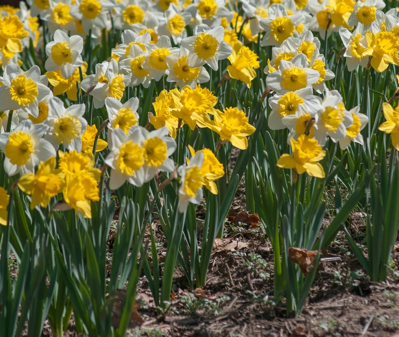 Daffodil_Blend.jpg